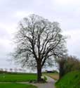 Beautiful Tree (in Duisburg) TERVUREN / BELGIUM: 