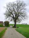 Beautiful Tree (in Duisburg) TERVUREN picture: 