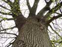 Beautiful Tree (in Duisburg) TERVUREN picture: 