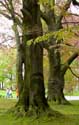 Park Koninklijk Paleis Laken LAKEN / BRUSSEL foto: Bijzondere, gesplitste stam van één van de rode beuken