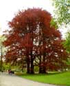 Park Koninklijk Paleis Laken LAKEN in BRUSSEL / BELGI: 4-tal rode beuken