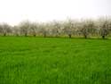 Landschap met fruitbomen VELM  SAINT-TROND / BELGIQUE: 