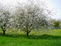 Landschap met fruitbomen VELM / SINT-TRUIDEN foto: 