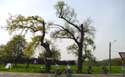 Arbre de Notre Bon Dieu KORTESSEM / BELGIQUE: 