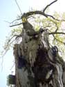 Our-Good-God's tree KORTESSEM picture: 