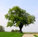 Arbre du Gibet - Galgenboom (te Boirs) BASSENGE in BITSINGEN / BELGI: 