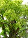 Gallows Tree (in Boirs) BASSENGE / BELGIUM: 