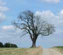 Gallows Tree (in Boirs) BASSENGE / BELGIUM: Picture by anonymous photographer. Few trees between life and death! 