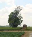 Lime-tree at the Fontaine-qui-Bout INCOURT picture: 