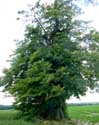 Lime-tree at the Fontaine-qui-Bout INCOURT / BELGIUM: 