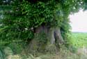 Lime-tree at the Fontaine-qui-Bout INCOURT / BELGIUM: 