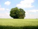 Tumulus 2 WALHAIN / BELGIUM: 