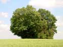 Tumulus 2 WALHAIN / BELGIUM: 