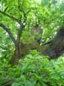 Liernu's Big oak-tree EGHEZEE picture: 