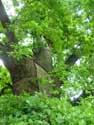 Liernu's Big oak-tree EGHEZEE picture: 