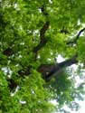 Gros Chêne de Liernu NAMUR / EGHEZEE photo: 