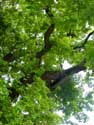 Liernu's Big oak-tree EGHEZEE picture: 