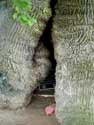 Liernu's Big oak-tree EGHEZEE picture: 