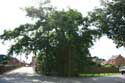 Liernu's Big oak-tree EGHEZEE picture: 