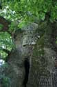 Liernu's Big oak-tree EGHEZEE picture: 