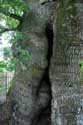 Liernu's Big oak-tree EGHEZEE picture: 