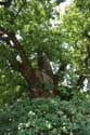 Liernu's Big oak-tree EGHEZEE picture: 