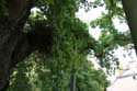Liernu's Big oak-tree EGHEZEE picture: 