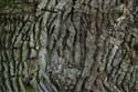 Gros Chêne de Liernu NAMUR / EGHEZEE photo: 