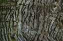 Liernu's Big oak-tree EGHEZEE picture: 