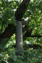 Liernu's Big oak-tree EGHEZEE / BELGIUM: 