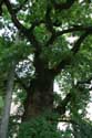 Liernu's Big oak-tree EGHEZEE picture: 