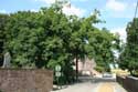 Liernu's Big oak-tree EGHEZEE picture: 