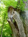 Tree close to Our Ladies' chapel in Lorette ROCHEFORT / BELGIUM: 