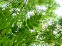 Tree close to Our Ladies' chapel in Lorette ROCHEFORT / BELGIUM: 