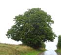 Limetree of the Chapel ROCHEFORT / BELGIUM: 