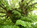 Limetree of the Chapel ROCHEFORT / BELGIUM: 