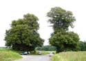Two lime trees VERLAINE picture: 