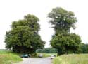 Two lime trees VERLAINE / BELGIUM: 