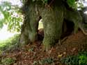 Two lime trees VERLAINE / BELGIUM: 