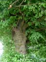 Two lime trees VERLAINE picture: 