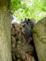 Lime Tree of the Motte (in Bodegne) VERLAINE / BELGIUM: 