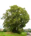 Lime Tree of the Motte (in Bodegnée) VERLAINE picture: 