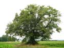 Lime Tree of the Motte (in Bodegne) VERLAINE / BELGIUM: 