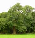 Chesnut trees AMAY / BELGIUM: 