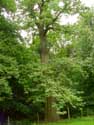 Chesnut trees AMAY / BELGIUM: 