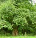 Chesnut trees AMAY / BELGIUM: 