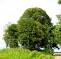 Romeinse Tumulus TINLOT / BELGI: 