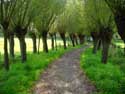 Line with Willows (te Oostkerke) DAMME / BELGIUM: 