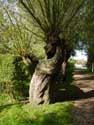 Line with Willows (te Oostkerke) DAMME / BELGIUM: 