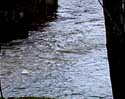 Samenvloeiing Eau Blanche - Eau Noire wat de Viroin geeft NISMES in VIROINVAL / BELGI: 